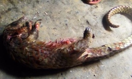Pangolin en pleine extinction