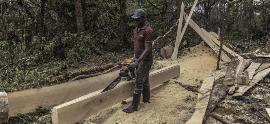 Média en RDC sur des questions de conservation de la nature