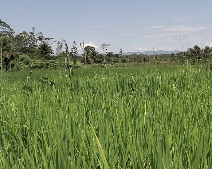 Champ de riz à Beni ©GreenAfia