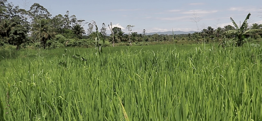 Champ de riz à Beni ©GreenAfia
