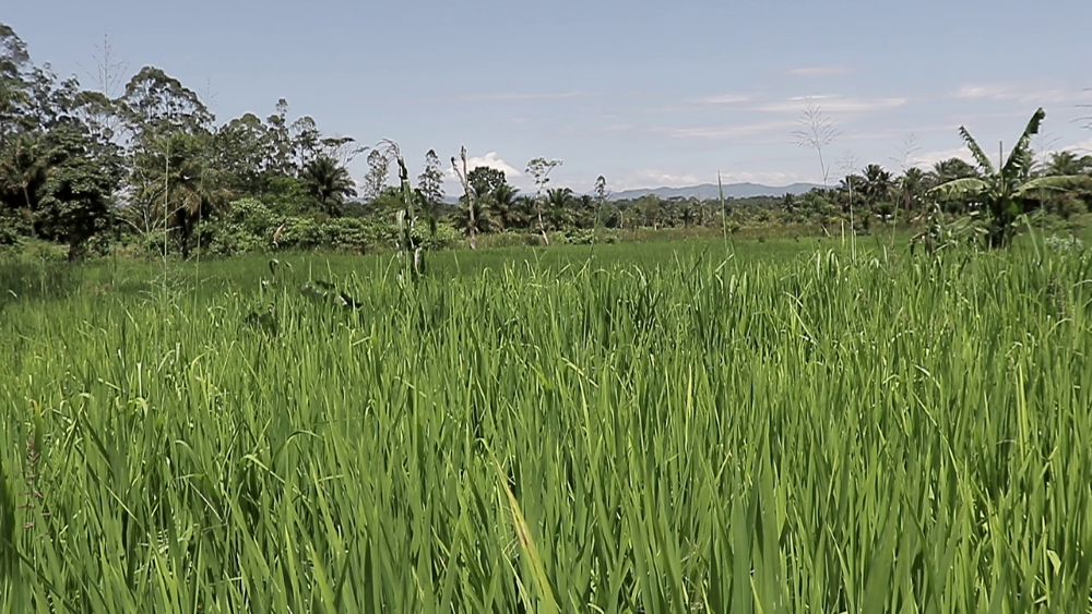 Champ de riz à Beni ©GreenAfia
